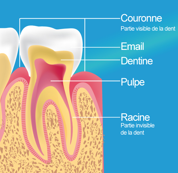 devitalisation dentiste noisy le sec